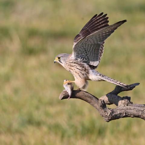 《津门湿地摄影人》第一期摄影作品