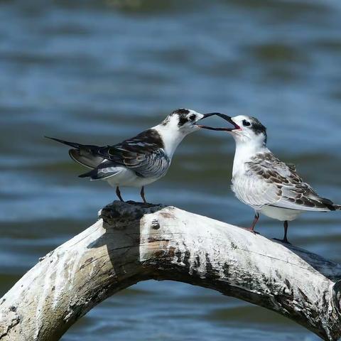 《津门湿地摄影人》2022年三季度摄影作品（二）