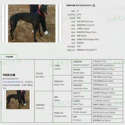 河 北 临 西 格 力 犬 竞 赛 俱 乐 部《冲刺的白嘴》竞 赛 杯