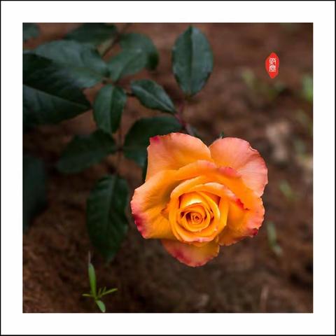 花语
