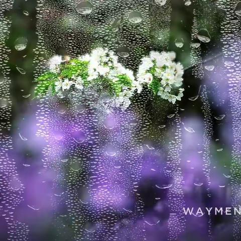 樱花物语