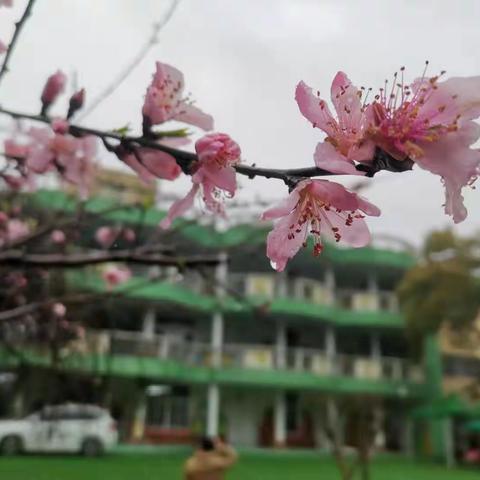 诗情“花”意，幸福绽放——纱帽山幼儿园庆"三八"主题花艺活动