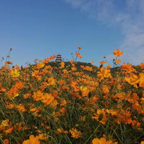 检查督导促党建  建言谋划图发展----张村镇初级中学接受三门峡市中小学校党建工作示范校验收