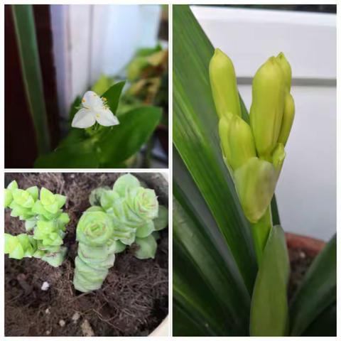 春季带你去看花