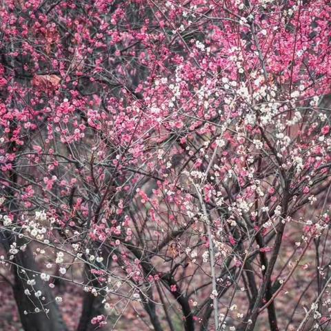 踏青赏🌸：🌸样女神节