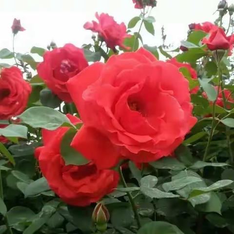 做个如花的女人/文 莲池月光