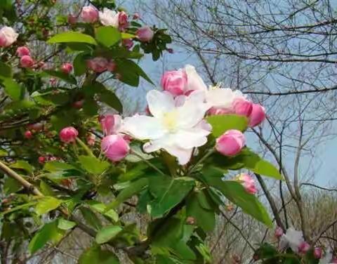 海棠花开 文/莲池月光