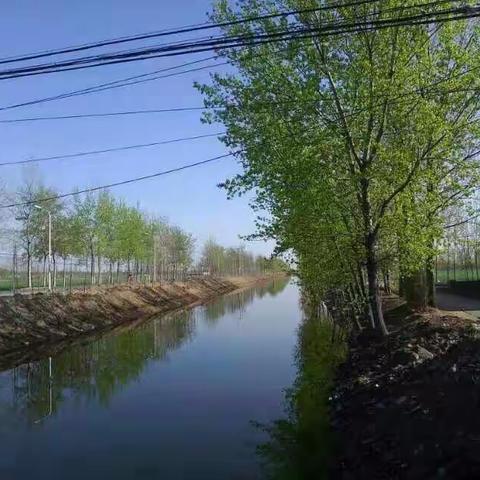 故乡的苹果花开了（文/莲池月光）