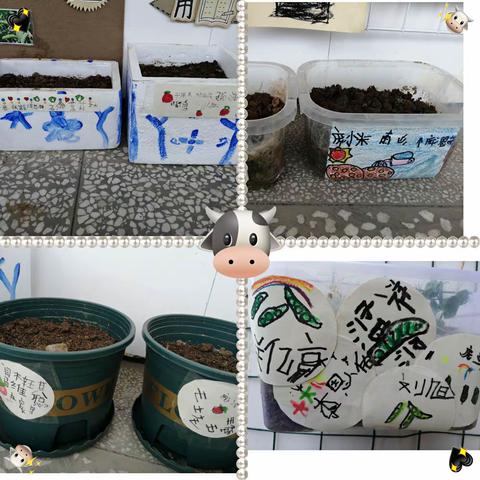 大四班种植大比拼——种植篇