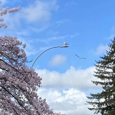 又到樱花盛开时