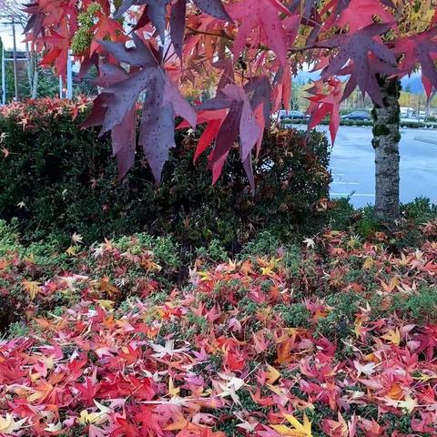 流光溢彩风中秋