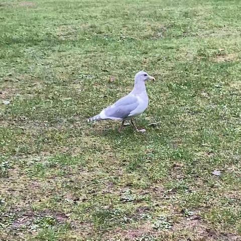 自由却孤单的海鸥