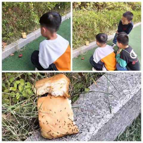 嘿！蚂蚁🐜——附小幼儿园大一班