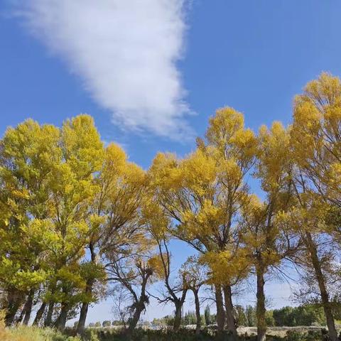 10月5日青山胡杨林