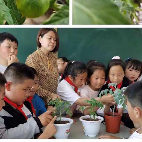 语文作文教学与科学课种植活动有机融合的探索与实践