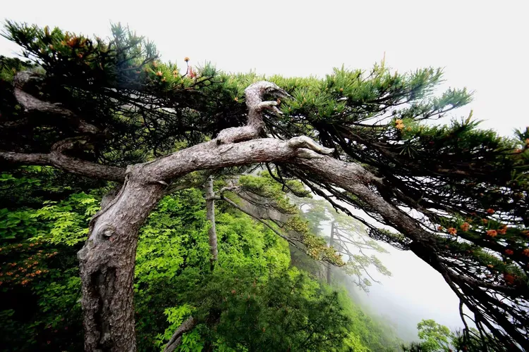 心想事成的美篇