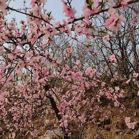 3月25日常