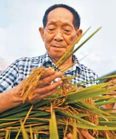 一人一稻一世界—向袁隆平院士学习