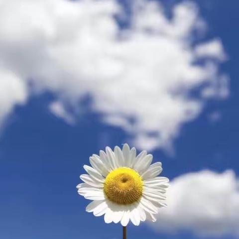 梦圆学校六年一班，晨读.午写.暮诵