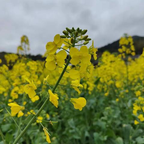 亲近自然，相约春天—澧溪初级中学女教师“三•八”妇女节活动