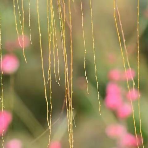春天里