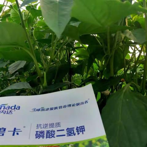 辣椒怎样种植管理和用肥你了解吗？