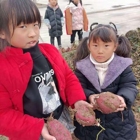 罗营小学劳动实践——红薯大丰收