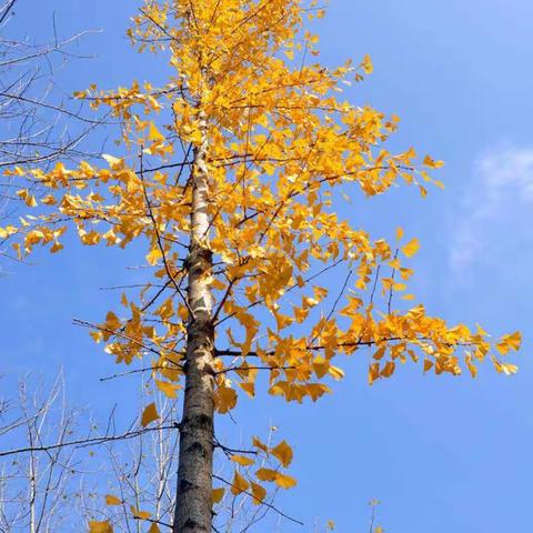 小寨幼儿园中班  秋天的裙子