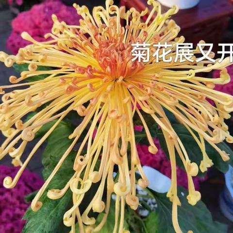 DAY一个贫民菜