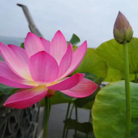 教学常规齐共抓 你我同心亦同力