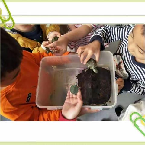 合肥创和合郢花园幼儿园小二班主题课程——乌龟🐢，你好