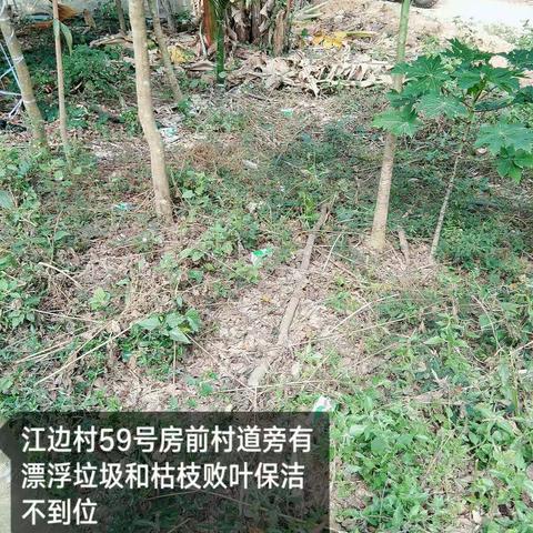 江边村开展人居环境卫生整治