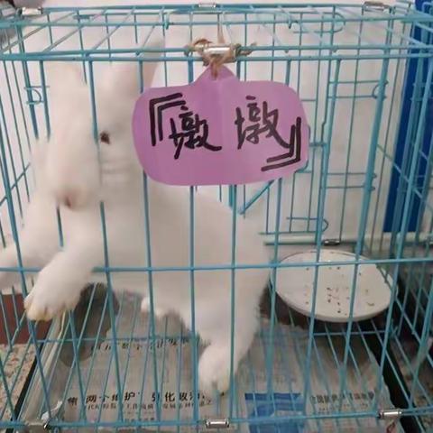 卫三周记——萌兔🐰来袭