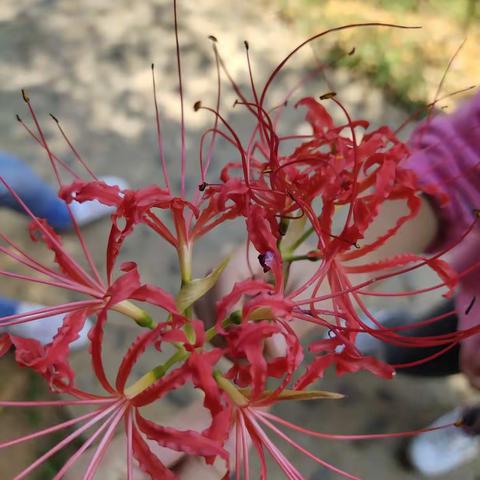 花枝招展