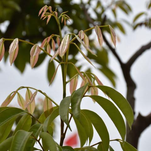 春天在哪里啊？春天在哪里？春天在那禾云镇中心幼儿园里🌱🌱🌱🌱🌱