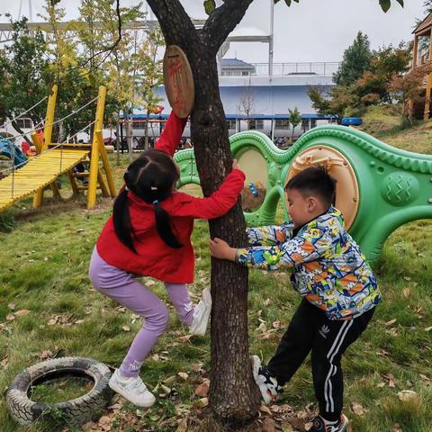 我们的“柿”世界——枣庄市实验幼儿园新城园中二班