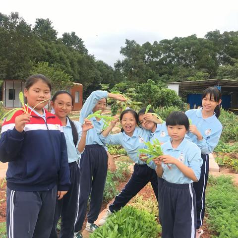 播撒汗水，收获富足——科学课题《小学种植实践活动的校本课程资源的开发与应用研究》劳动实践种植活动