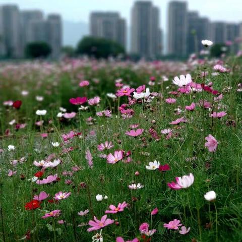 花开须折直须折 莫待无花空折枝