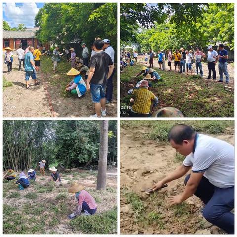 龙华区新坡镇召开农村裸露土地复绿现场示范会