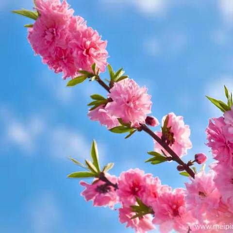 岁月凝香三月春