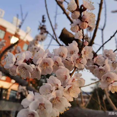 聆听语声的美篇