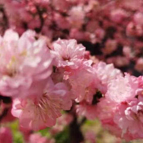 聆听语声的美篇