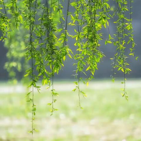 聆听语声的美篇