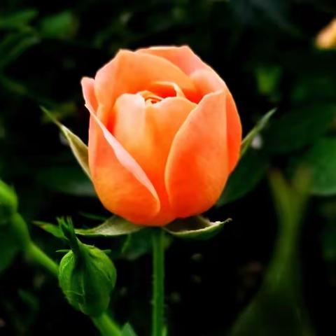 健康标准与行为