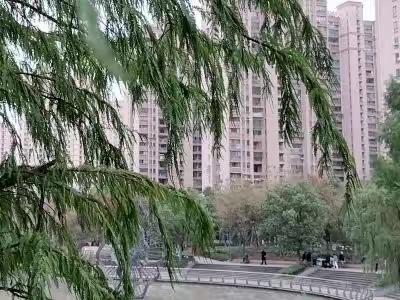 水杉给我的思考
