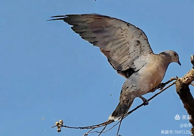 鸟姿百态图（88岁翁手机拍摄）