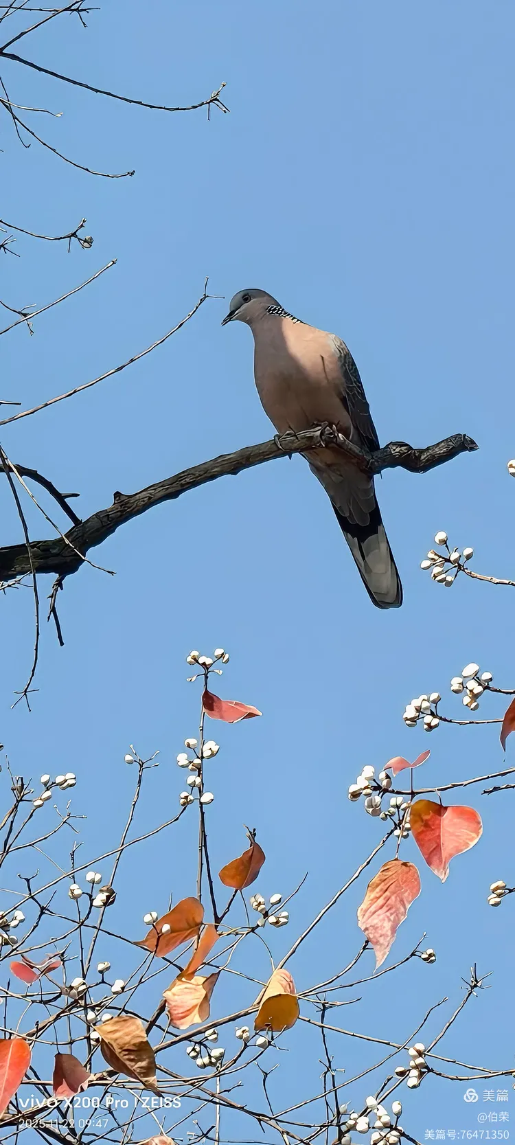 鸟姿百态图（88岁翁手机拍摄）