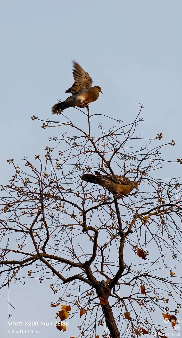 鸟姿百态图（88岁翁手机拍摄）