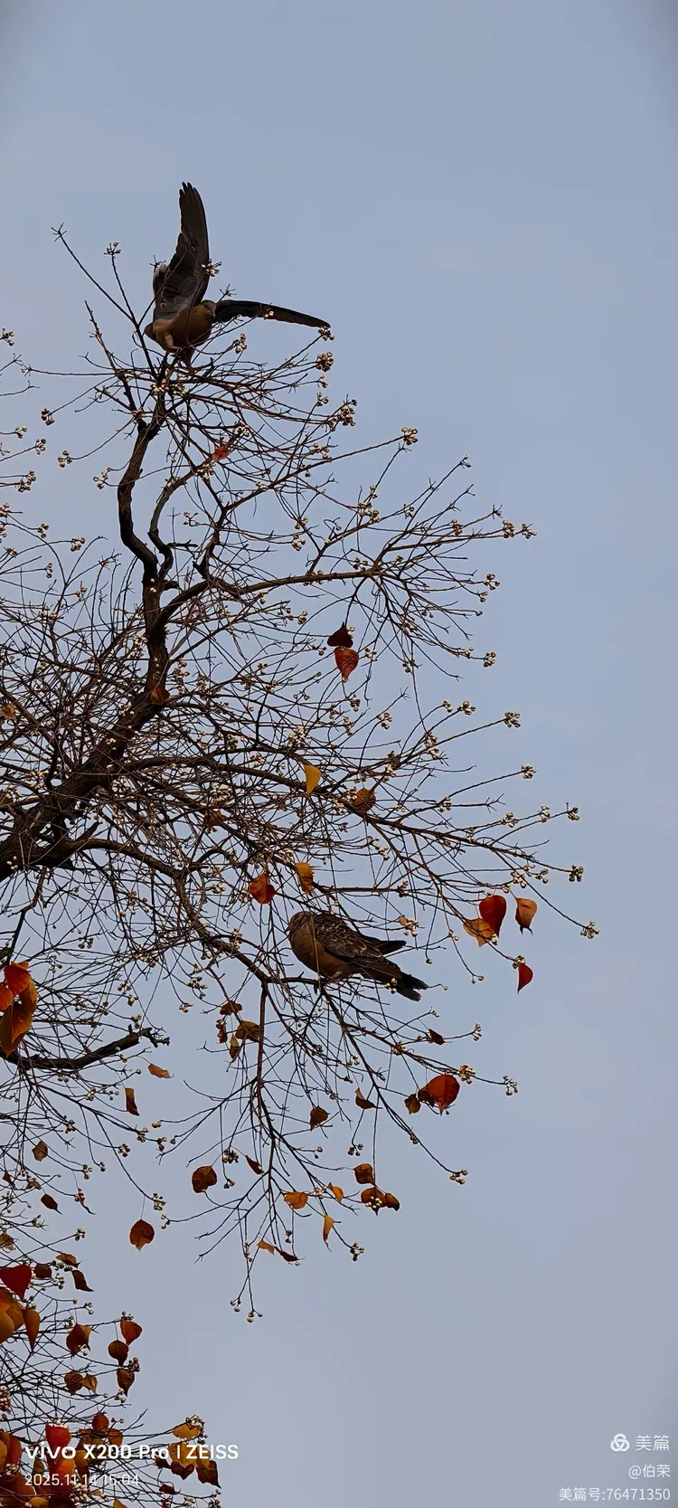 鸟姿百态图（88岁翁手机拍摄）