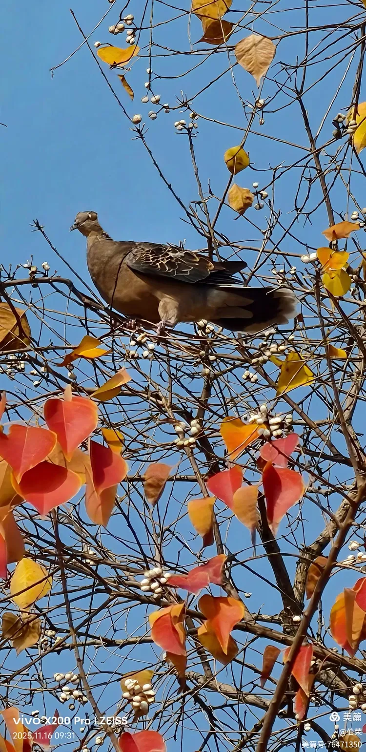 鸟姿百态图（88岁翁手机拍摄）